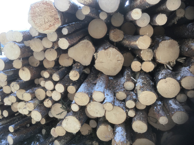 Saw Logs For Sale in Other in Whitehorse - Image 2