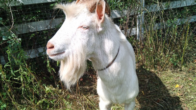 Saanen goats - Nine on offer