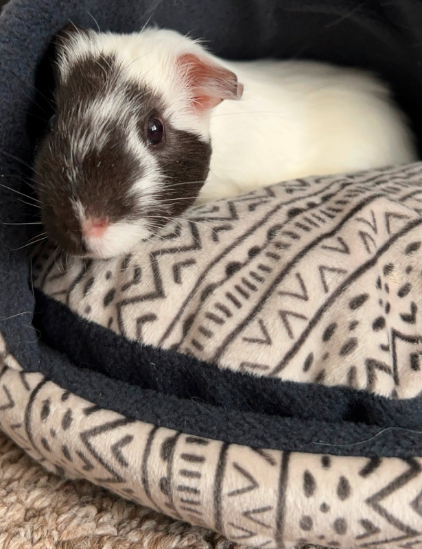 Female guinea pig in Small Animals for Rehoming in Sudbury - Image 3