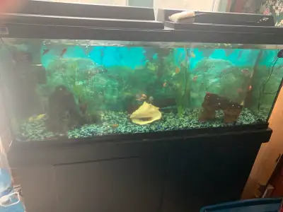 I have a 50 Gallon Fish tank with stand and with fish. I have about 7 glofish, 4 or 5 glo danios, 2...