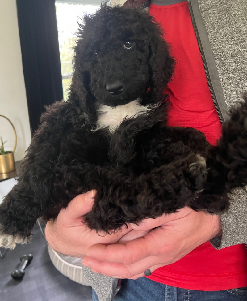 Standard Poodle Puppies Dogs & Puppies for Rehoming Ottawa Kijiji