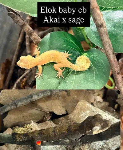 1 gecko léopard, 2 elok, 1 knob tail , View more