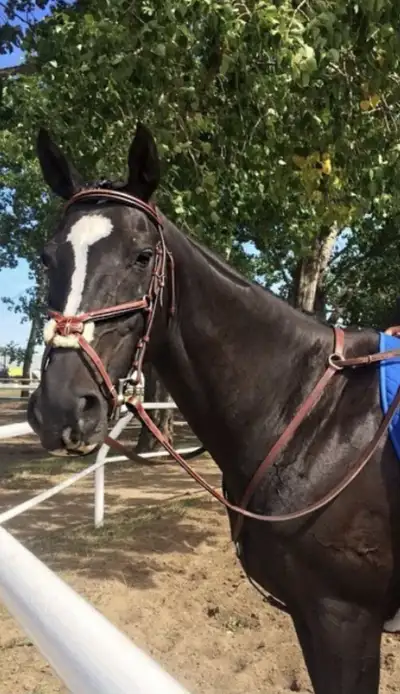 OTTB Thoroughbred Mare. Jumping. Trail Horse, View more