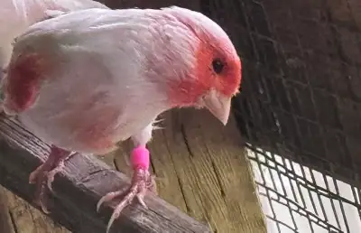 Canaries Red Mosic Available!, View more