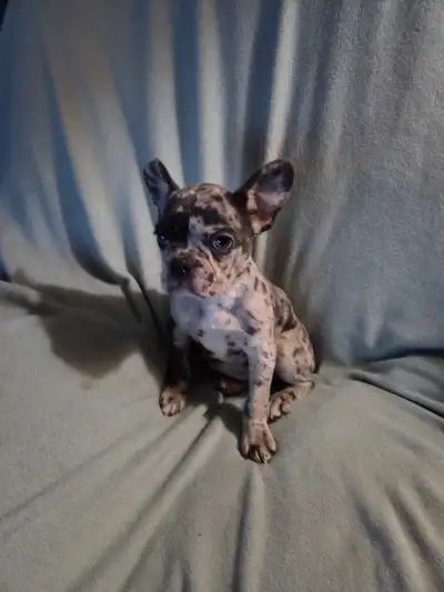 English bulldog x Frenchie, View more