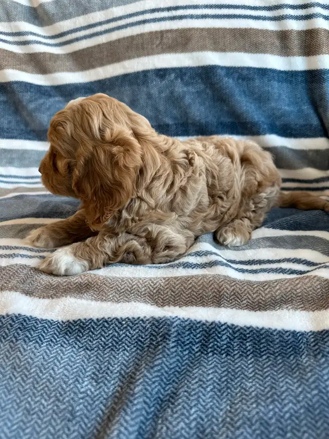 ❤️Home Raised Mini Cockapoo's With A 2 Year Health Guarantee❤️ in Dogs & Puppies for Rehoming in City of Toronto - Image 9