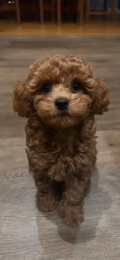Red Toy Poodle Puppy, View more
