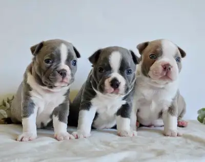 Boston Terrier Puppies ONLY 2 LEFT!, View more