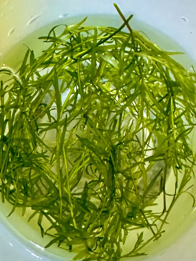 Guppy grass 10 for $5 in Other in Oakville / Halton Region - Image 2