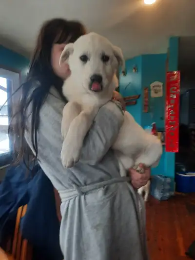 2 beautiful  white puppies, View more