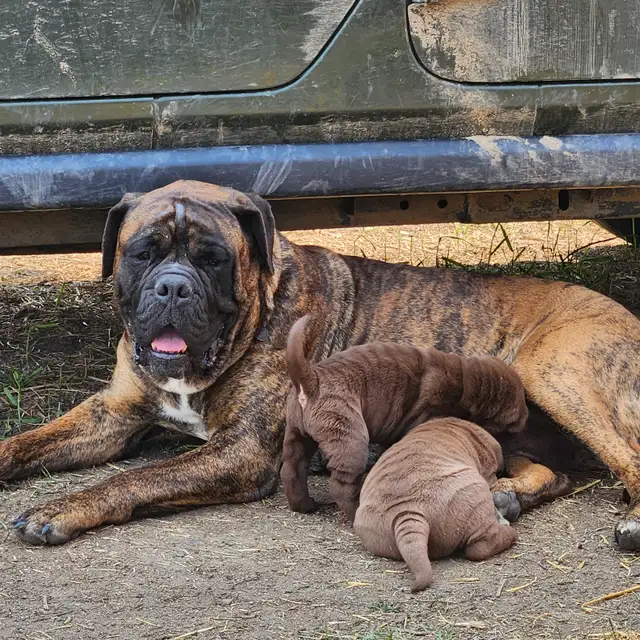 Sharpei cross pups looking for their forever home. in Dogs & Puppies for Rehoming in Edmonton - Image 6