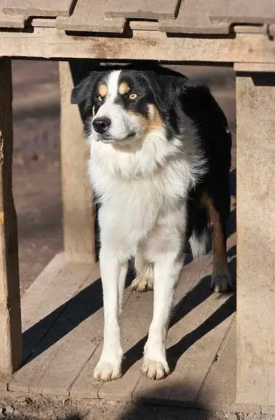 Border collie Male 3 ans, View more