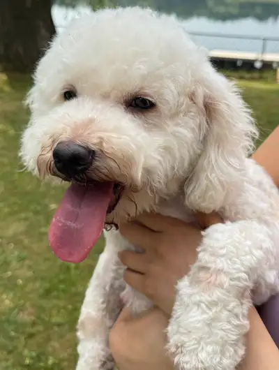 Adorable Mini Poodle, View more