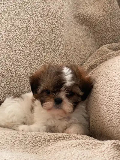 Chiot Shih tzu, View more