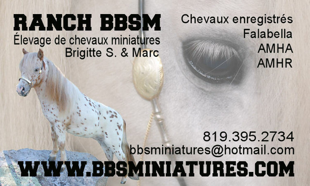CHEVAUX CHEVAL MINIATURE PLUS PETIT QUE DES PONEY dans Chevaux et poneys à adopter  à Drummondville