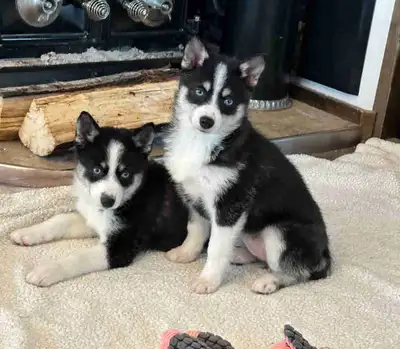 pomsky puppies , View more