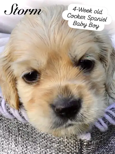 Purebred Cocker Spaniel Pups, View more