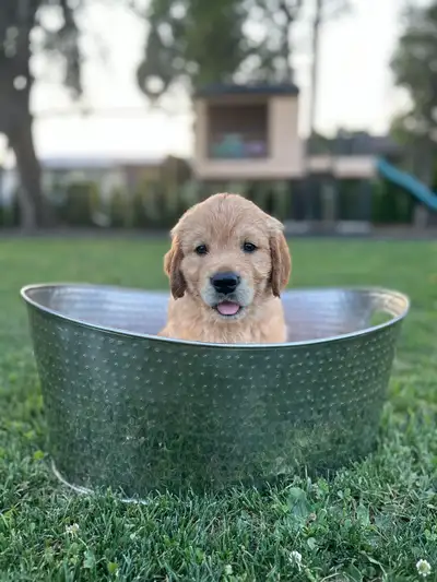 Purebred Golden Retriever Puppies, View more