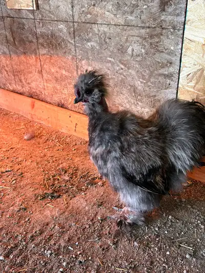 silkie rooster free , View more