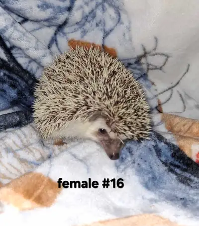 young female hedgehog born august 2025, View more