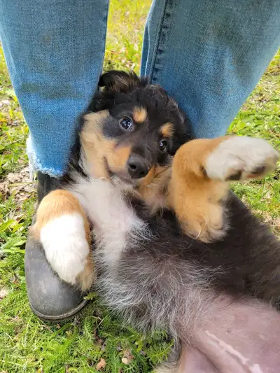 9wks Aussie-Collie: Female (Australian Shepherd/Border Collie), View more