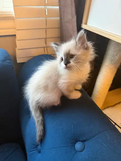 Ragamese kittens ready for deposit!, View more