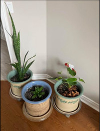 Vintage ceramic plant pots on wheel with caddy 