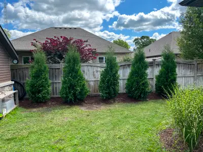Local, Ontario Grown Trees, View more