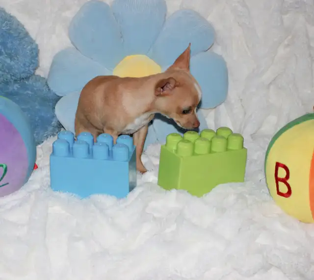 VENDU Chihuahua❤Mâle Blond ❤️Protection100%.Garantie in Dogs & Puppies for Rehoming in Laval / North Shore - Image 5