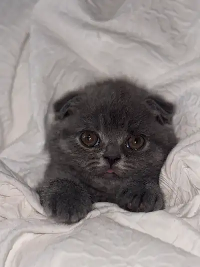 British shorthair kitten , View more
