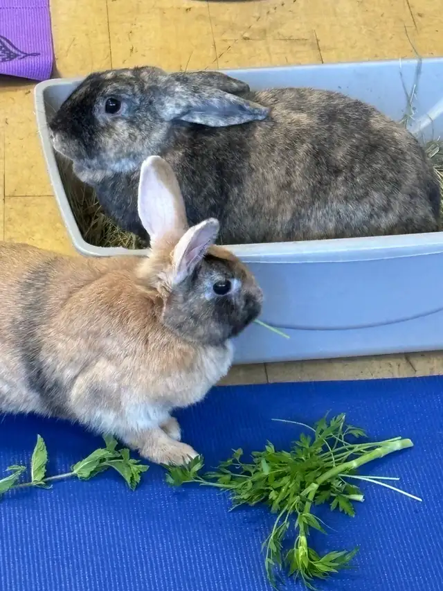 Sweet bunny needs a forever home in Small Animals for Rehoming in Delta/Surrey/Langley - Image 3