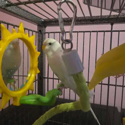 white budgie for sale , View more