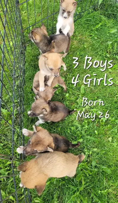 Beautiful Shiba Inu/Pomsky puppies, View more