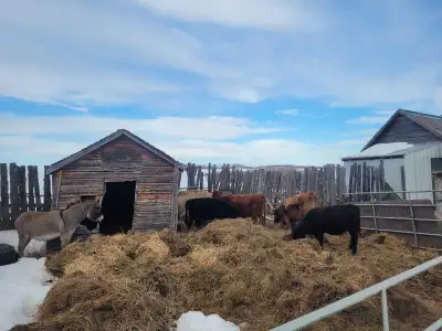 Dexter cows, View more