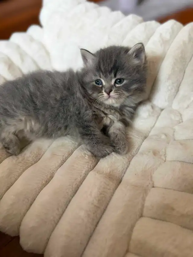 Persian ragdoll kittens in Cats & Kittens for Rehoming in Delta/Surrey/Langley - Image 7