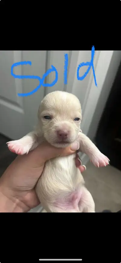 UPDATE: PUPPIES HAVE BEEN BORN. 4 males. Born April 7th Currently taking deposits!! Our price is fir...