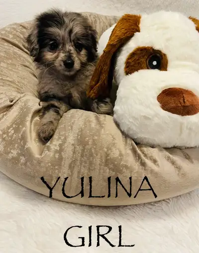 Pomapoo puppies., View more