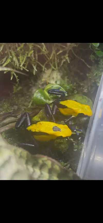 Proven Citronella dart frog pair , View more