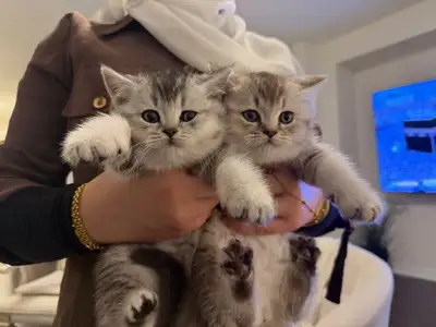 Pure British short hair kitten, View more