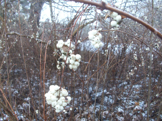 SNOWBERRY (Symphoricarpos albus) PLANTS in Plants, Fertilizer & Soil in Oshawa / Durham Region - Image 3