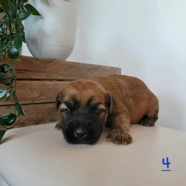 Soft Coated Wheaten Terriers for adoption in Dogs & Puppies for Rehoming in Winnipeg - Image 5