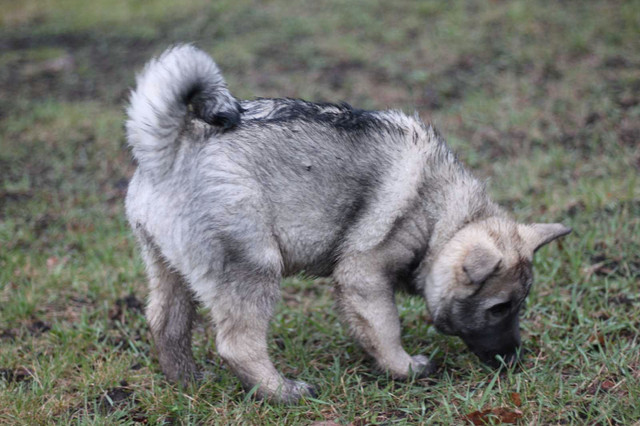 *1 male left*  Norwegian Elkhound puppy in Dogs & Puppies for Rehoming in Portage la Prairie - Image 2