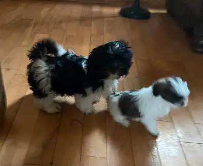 Shihtzu puppies ready now. We are a Reputable Shihtzu breeder but not registered located in Simcoe O...