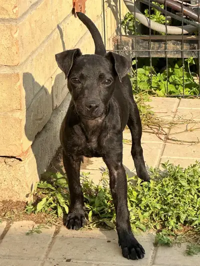Patterdale Terrier Puppies, View more