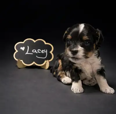 Aussiedoodle Puppy, View more