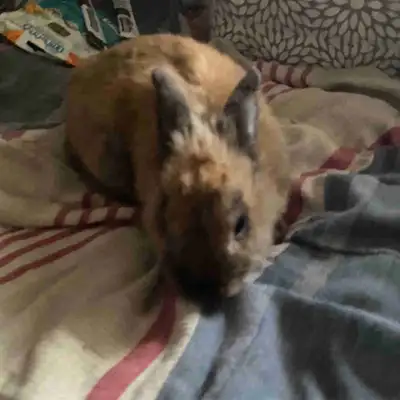 bunnys 1 and under, View more