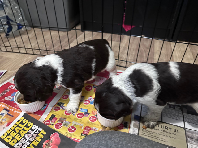 Springer Spaniel Puppies in Dogs & Puppies for Rehoming in Trenton - Image 2