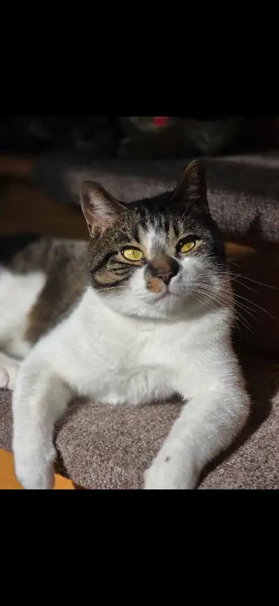The white one is called Snowy ( female). She is very cuddly and loves to sit on your legs. She is ab...