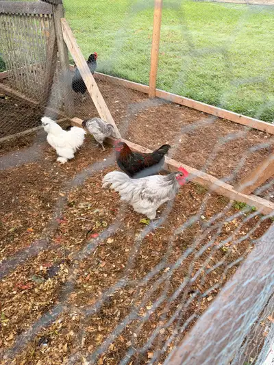 2 young roosters , View more