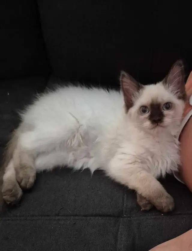 chatons Ragdoll pure RACE